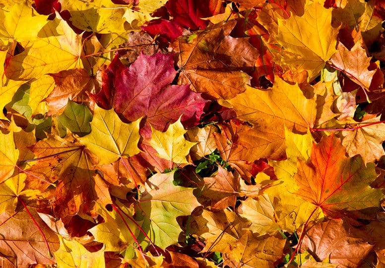 Autumn Aesthetics: Advanced skin treatments designed to help you turn over a new leaf Image